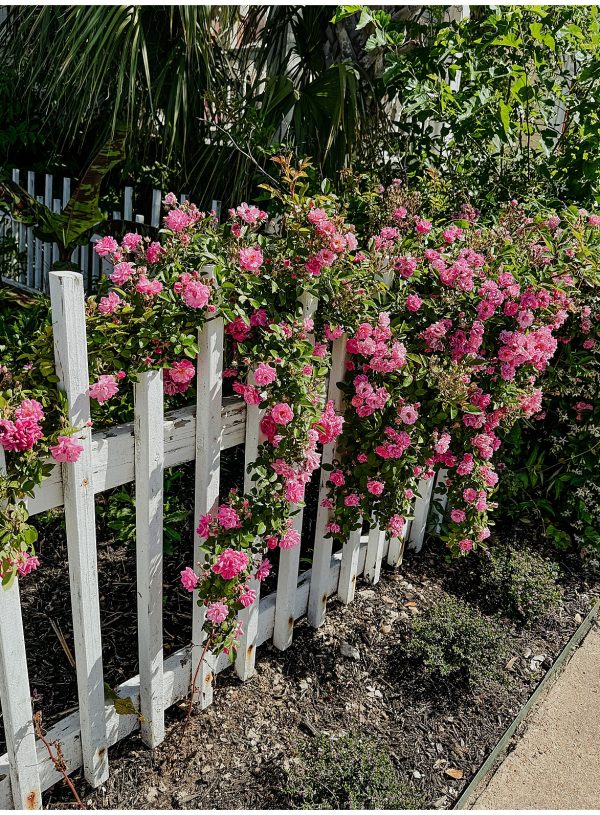 Planting Hope: The Story of the Peggy Martin Rose